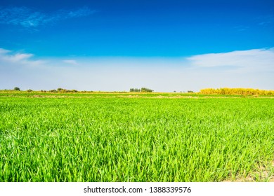 Beautiful Green Fields Of Wheat In Punjab Pakistan ,landscape With Blue Sky In Background.