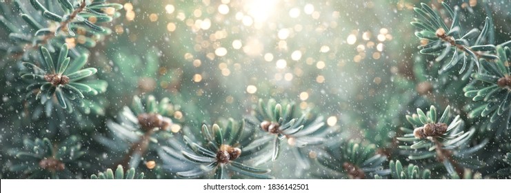 Beautiful green fir tree branches with snow close up. Christmas and winter concept. Soft focus, macro. - Powered by Shutterstock