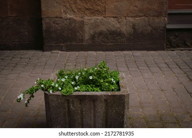 Beautiful Green Flowers Growing In Stone Pot In The Street, With Walls Of An Ancient Building In The Background. Concept Of Natural Resource Management And Traveling To Enjoy Vacation