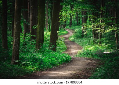 beautiful green forest - Powered by Shutterstock
