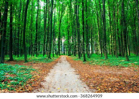 Image, Stock Photo Sunbeams on the forest path