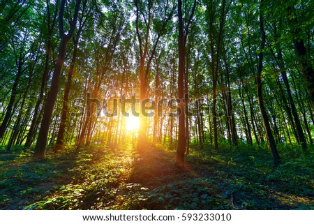 Similar – forest Nature Landscape