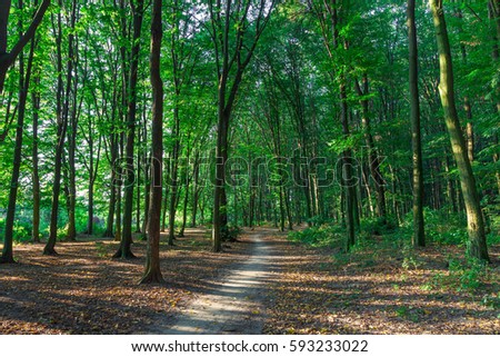 Similar – forest Nature Landscape