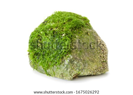 Beautiful green fresh seaweed algae on the stone isolated on white background
