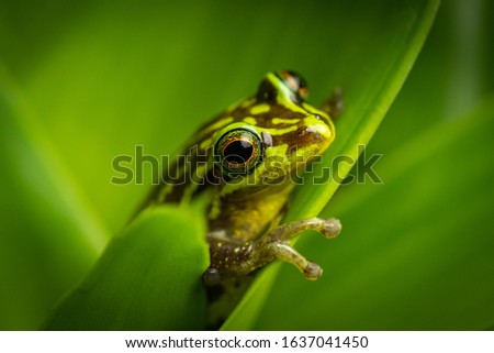 Beautiful green frog sitting and hiding on a leaf. Portrait of amazing animal, amphibian. Calmly sitting. Rain forest animal in its world. Colorful, wet and warm.