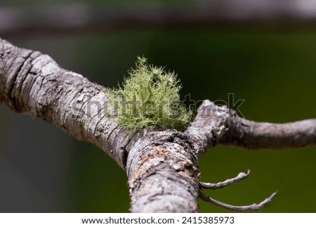 beautiful green fruticose lichen in the Brazilian cerrado