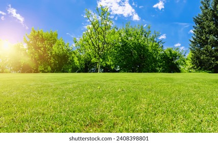 Beautiful green grass, lawn against tree background of a blue sky on a sunny day. The natural background with orange sunlight in the morning - Powered by Shutterstock