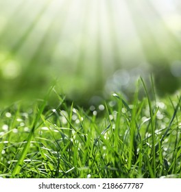 Beautiful Green Grass With Morning Dew On Sunny Day. Bokeh Effect