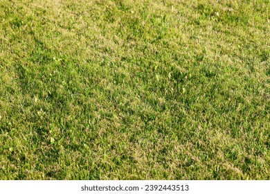 Beautiful green grass texture at sunset light - Powered by Shutterstock