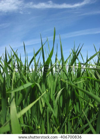 Similar – Foto Bild Grün unter Blau Wiese grün