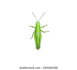 Beautiful green grasshopper close up macro isolated with white background space for copy paste text - Powered by Shutterstock
