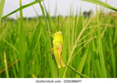 A Beautiful Green Grasshopper, On Green Leafy Grass In The Wild, On A Blurred Background.