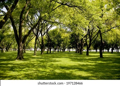 Beautiful Green Grassy Area With Shade Trees In A Park.