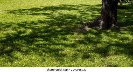 Beautiful Green Grassy Area With Shade Trees In A Park.