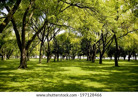 Beautiful green grassy area with shade trees in a park.