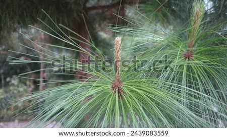 Beautiful green hairy plant on the tree
