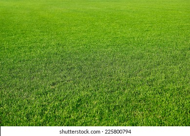 beautiful green herb on field for occupation sport