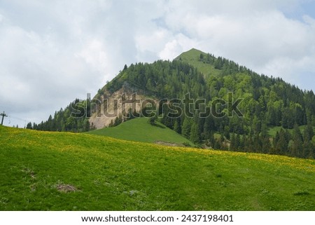 Beautiful green hilltop in italian mountains, yellow flowers covering the hill with a big treeline on the mountain in the background.