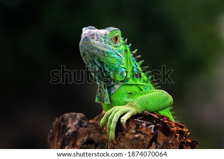 Similar – Image, Stock Photo Colorful Chin Exotic