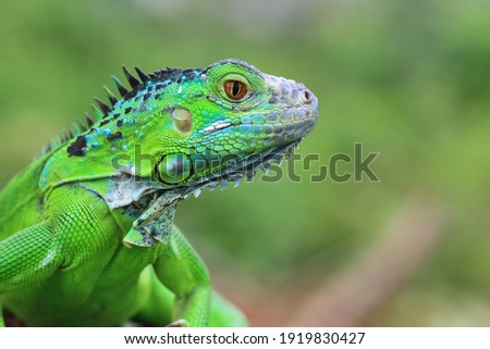 Beautiful green iguana closeup head on wood, animal closeup