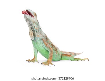 2,203 Iguana tongue Images, Stock Photos & Vectors | Shutterstock