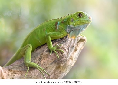 Beautiful Green Iguana with natural background on the park