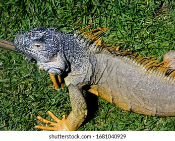 14 Iguana mexicana Images, Stock Photos & Vectors | Shutterstock