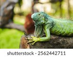 Beautiful green iguana on tree trunk (iguana iguana). Reptile animal in green park nature. 