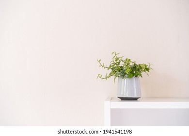 Beautiful green Ive plant in a clay pot decorated on a book shelf in a house, Ivy tree close up with copyspace. The Beautiful of botany and indoor houseplant concept.
