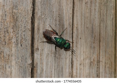 A Beautiful Green Jewel Wasp