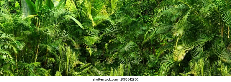 beautiful green jungle of lush palm leaves, palm trees in an exotic tropical forest, wild tropical plants nature concept for panorama wallpaper, selective sharpness
