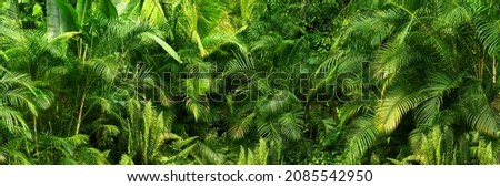 beautiful green jungle of lush palm leaves, palm trees in an exotic tropical forest, wild tropical plants nature concept for panorama wallpaper, selective sharpness