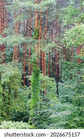 Beautiful Green Lanscape With Summer Forest