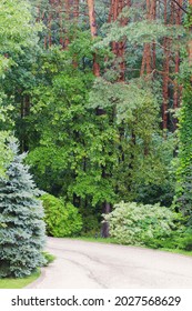 Beautiful Green Lanscape With Summer Forest