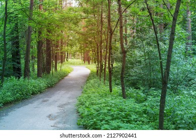 Beautiful Green Lanscape With Summer Forest