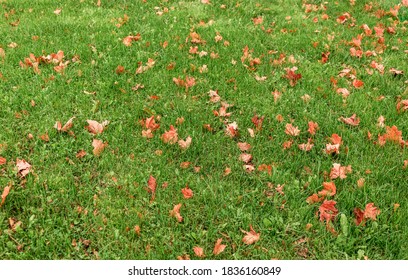 Beautiful Green Lawn After The Last Autumn Mow Before Winter. The Grass Is Strewn With Reddish And Orange Fallen Maple Leaves. Territory Care, Fertilization And Plant Feeding. Banner.