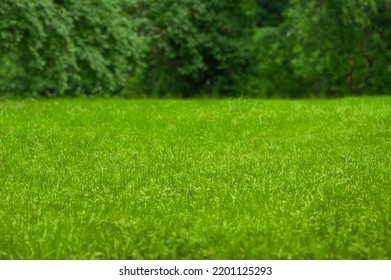Beautiful green lawn with freshly mown grass outdoors