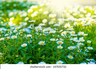 Beautiful Green Lawn With White Fresh Chamomile Flowers Lit By Sunlight