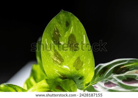 Beautiful green leaf with decorative elements in a different color close up on a black background