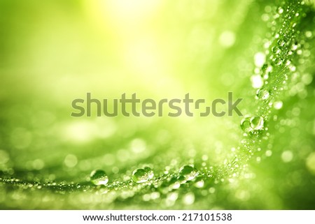 Beautiful green leaf with drops of water