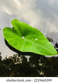 A Beautiful Green Leaf Floating On Water. The Water Drops Also Can See On The Leaf