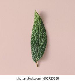 Beautiful Green Leaf On Pastel Background. Minimal Nature Concept. Flat Lay.