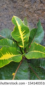 beautiful green leaf with unique pattern