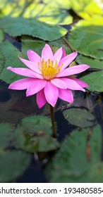 beautiful green leafed purple lotus flower in the pond