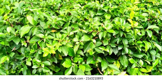 Beautiful Green Leaves Background Of Acalypha Siamensis In The Garden. Green Background Design. Suitable For Poster, News, Articles, Backdrop, Website, Plant Database, Etc.