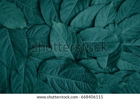 Beautiful green leaves background. Garden and Green wall, leafs texture, texture of green plant,  tropical leaves background.