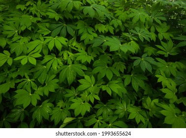 Beautiful Green Leaves Of Cassava Plant, Manioc Or Yuca Plant, Manihot Esculenta