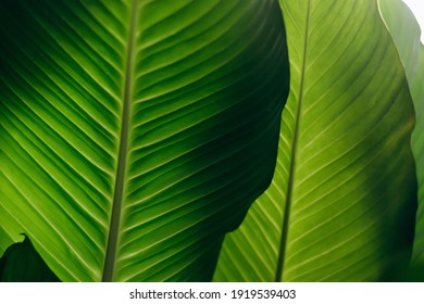 Beautiful green leaves close up.Natural background.Home gardening.Houseplants and urban jungle concept.Biophilic design. - Powered by Shutterstock