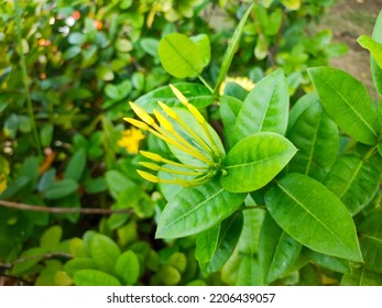 Beautiful Green Leaves Near Radio Com Building