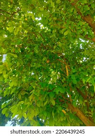 Beautiful Green Leaves Near Radio Com Building